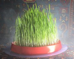 mrmiix.com_Traditional Novruz
