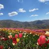 mrmiix.com_tulip flowers