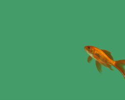 فوتیج ماهی قرمز عید