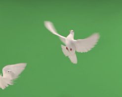 دو کبوتر سفید روی پرده سبز به سمت یکدیگر پرواز می‌کنند. ویدیوی استوک 4K