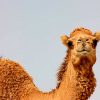 mrmiix.com_Camel in desert stock video
