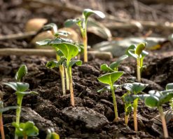 ویدیوی استوک 4K از تغییر فصل و رشد دوباره بذرها