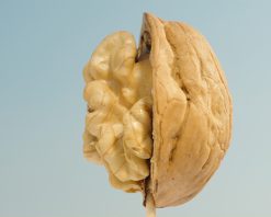 mrmiix.com_A walnut split in half
