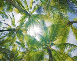 mrmiix.com_Tropical Palm tree island summer