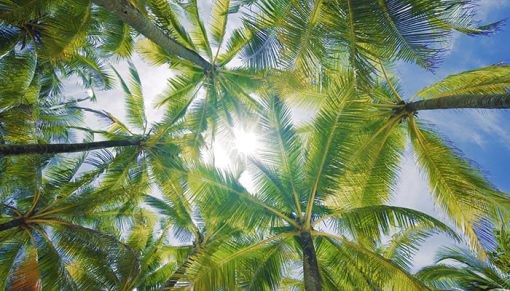 mrmiix.com_Tropical Palm tree island summer