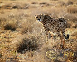 mrmiix.com_Asiatic Cheetah walking in wild, looking back