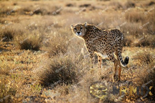 mrmiix.com_Asiatic Cheetah walking in wild, looking back