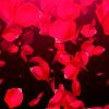 mrmiix.com_Falling Rose Petals on black background