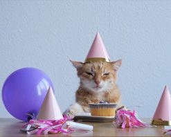 mrmiix.com_cat eating birthday cake